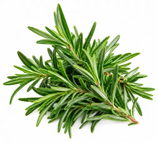 Rosemary