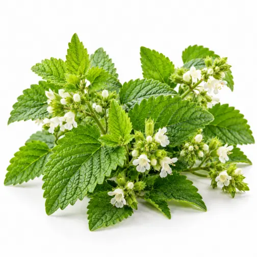 Lemon verbena